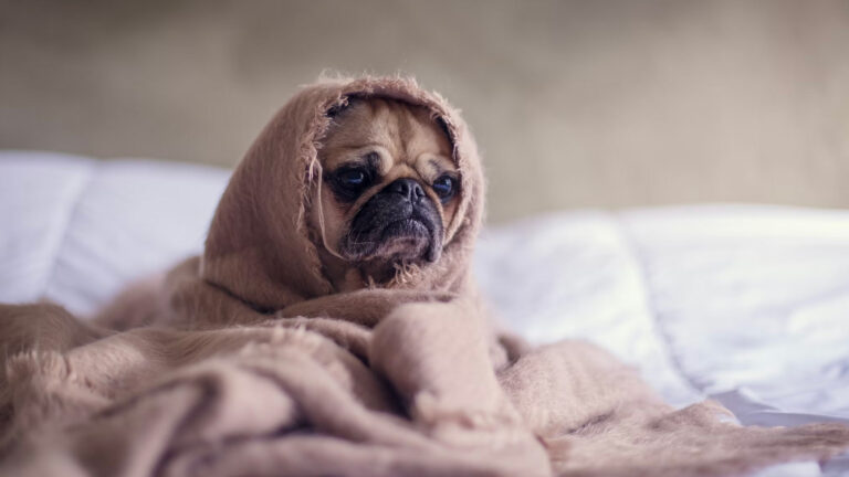 Dogs are complaining