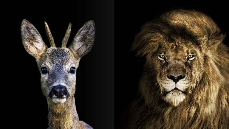 We are animals. Sometimes we are kind like a deer and sometimes cruel like lion. Sometimes we go beyond these animals.